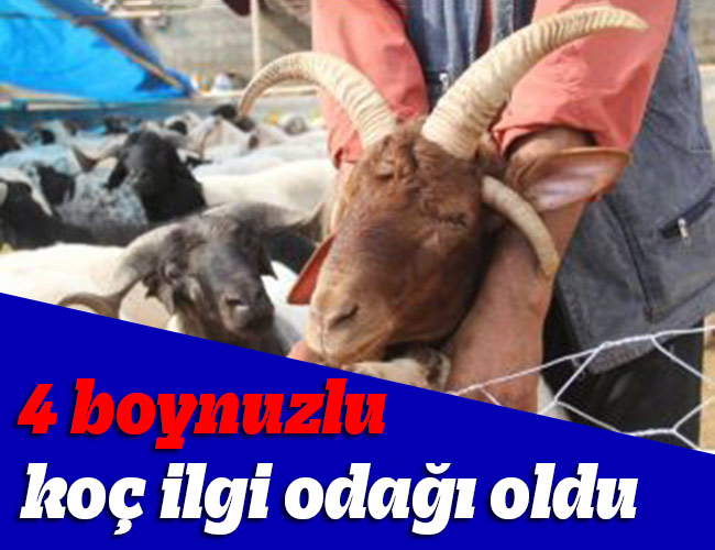 4 boynuzlu koç ilgi odağı oldu
