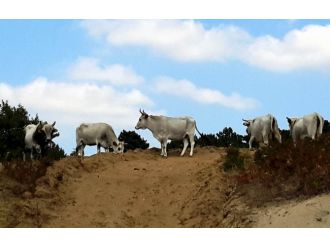 Boz inekler 3 yıl boyunca izlenecek