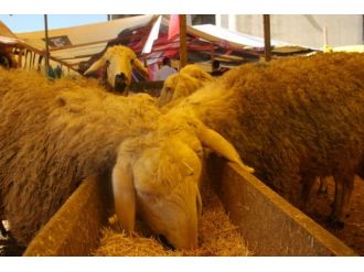 Kurban fiyatları düştü