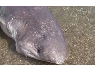 Muğla’da kıyıya vurdu !