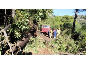 Üzerine ağaç devrilen işçi hayatını kaybetti