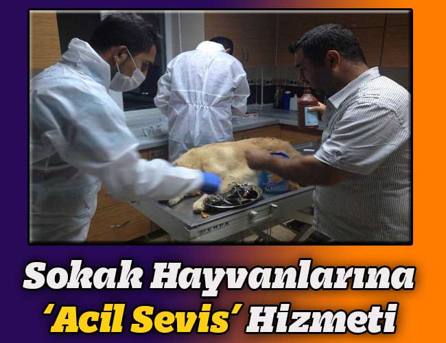 Sokak Hayvanlarına '‘Acil Servis'' Hizmeti