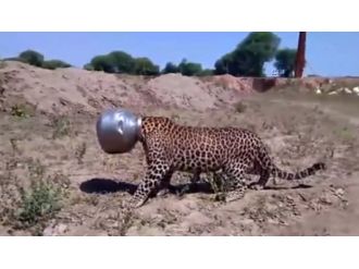 Susuzluk başına iş açtı