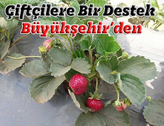 Çiftçilere Bir Destekte Büyükşehir’den