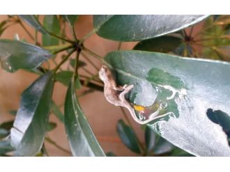 Doğar doğmaz yaşam savaşına başlıyor