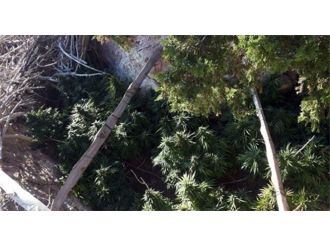 Yetiştirdiği esrarı öyle bir yere sakladı ki!