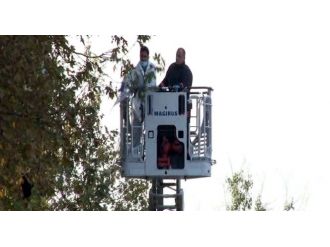 Olay yeri inceleme ekipkeri ağaçların üzerinde ceset aradı