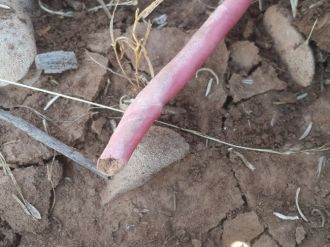 Sözde barış isteyen teröristler eylemlere devam ediyor