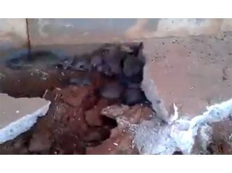 Evin zemininden yüzlerce fare çıktı