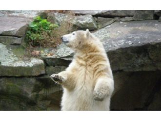 Kutup ayısı taşıyan kamyonla kaçmaya çalıştılar