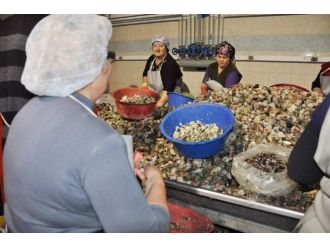 Sinop’tan Uzak Doğu’ya !