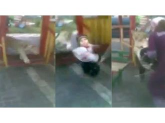 Şaka değil gerçek: Çocuk parkında aslan saldırısı !