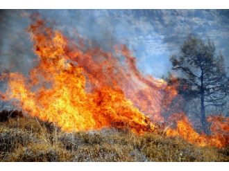 Mersin’de orman yangını