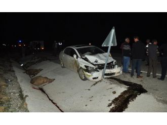 Otomobilin çarptığı 16 koyun telef oldu