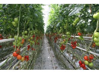 Klasik müzikle büyüyorlar