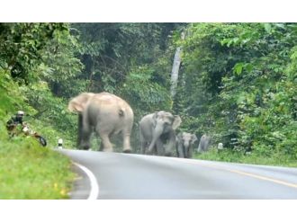 Öfkeli filler motosiklete karşı