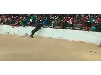 Boğa tribünlere daldı: 4 yaralı