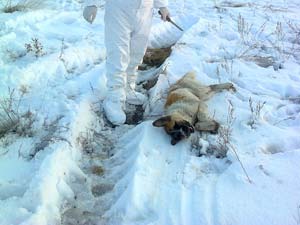 Ekinözünde kuduz önlemi