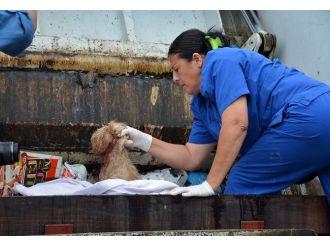 İnsanlığın öldüğünü gösteren görüntü