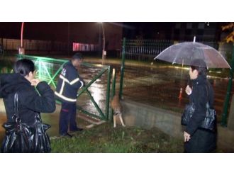 Demirlere sıkışan köpeği itfaiye kurtardı