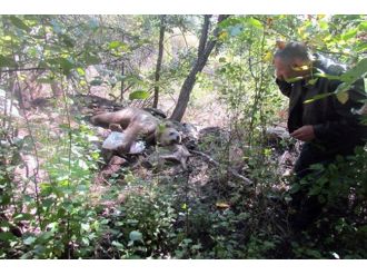 Tellere takılan boz ayı kurtarıldı