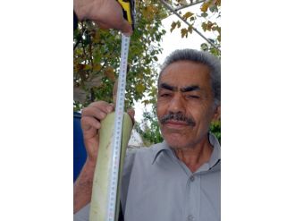 Bu kabak yetiştiricisini de şaşırttı