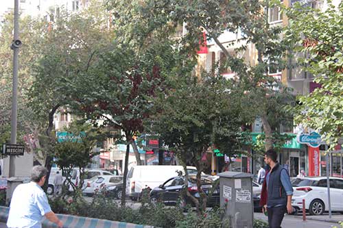 Caddelere Erguvan Ağacı dikilmelidir