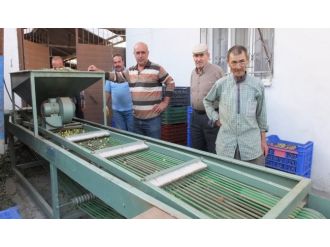 Zeytin fiyatları üreticiyi sevindirdi