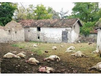 Sürüye kurt saldırdı: 46 hayvan telef oldu