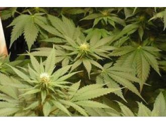 Ümraniye’de saksılar içerisinde 115 kök hint keneviri ele geçirildi