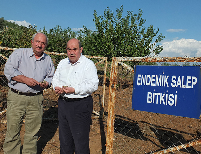 Kanbur: Salep Altın Kadar Değerlidir