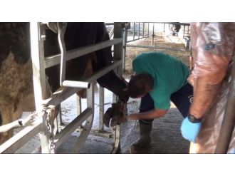 İnekler manikür ve pedikür olacak