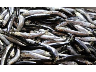 Karadeniz’de 50 kuruş, İstanbul’da 10 lira !