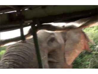 Fil safari yapan ekibe saldırdı