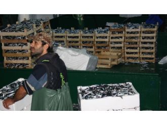 Hamsi bolluğu balıkçıların yüzünü güldürdü