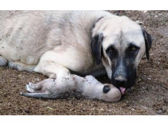 Ölen yavrusunun başından ayrılamadı