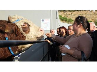 Damızlık Doruk’un çikolata tutkusu