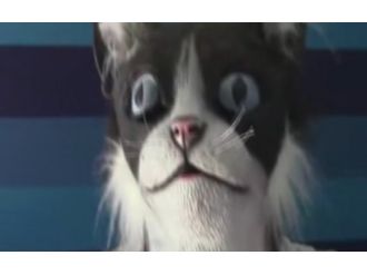 Kediler dev bir kedi görürse ne olur?