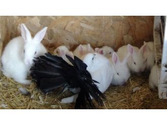 Tavşan yavrularına, annelik yapıyor