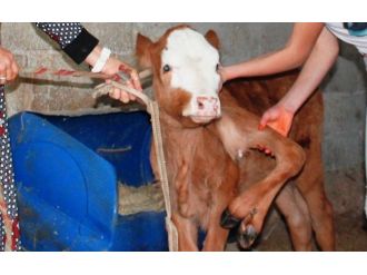 Görenler gözlerine inanamıyor