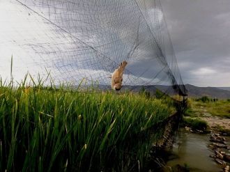 Tam 258 kuş türü belirlendi