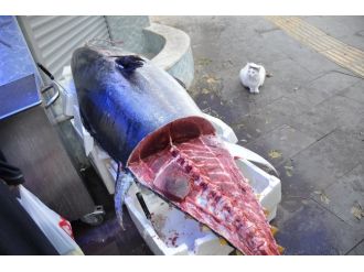 Görenleri hayrete düşürdü ! Kediye dikkat