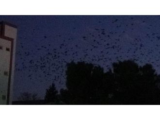 Mısır hasadı bitti, kargalar gökyüzünü kapladı