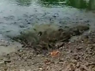 Binlerce balığın yem savaşı