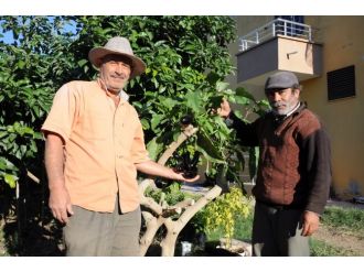 Ağaçta patlıcan yetişti !