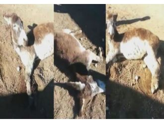 Bunu yapan insan olamaz!