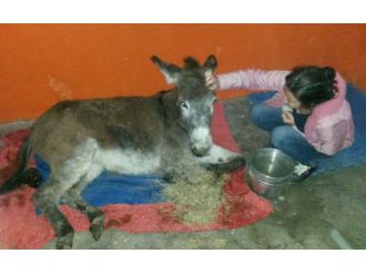 Bitlis’ten Muş’a eşek kurtarmaya gitti