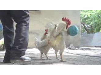 Futbol oynayan horozlar kamerada