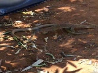 İguana yılana karşı: Kim yem oldu ?