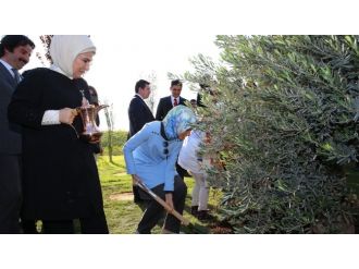 Zeytin fidanıyla ’’barış’’ mesajı verdiler